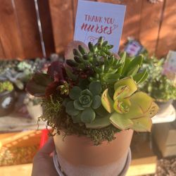 Nurse Day Succulents Gifts 
