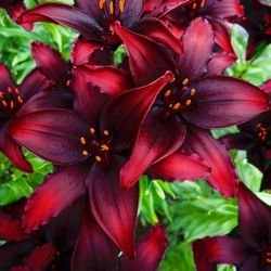 Red lilly bulbs