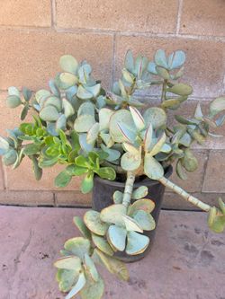 Large  silver dolar jade plant
