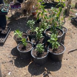 Planta De Chile