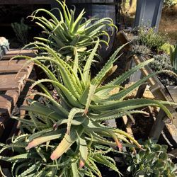 Aloes San Pedro Cactus Trees 