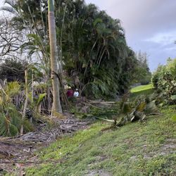 Palm and tree trimming