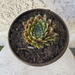 6 Inch Pot Succulent Plant - Sempervivum Arachnoideum - Red Cobweb - Rooted & Established - Drought Resistant 🪴 