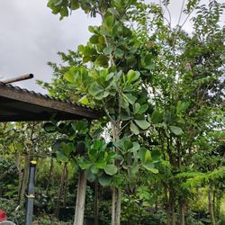 Pitch Apple Tree 12-13ft $300🌳