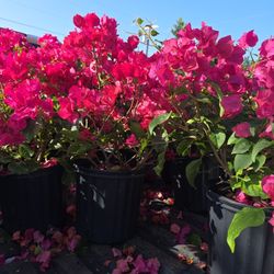 Bougainvillea Plants 3gallon Bushes 