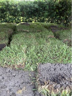 Fresh Sod