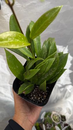 Hoya plant