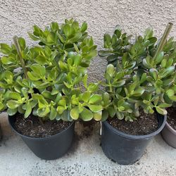 Succulent Plant 🪴 