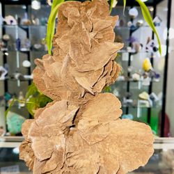 Desert Rose from Morocco🌹