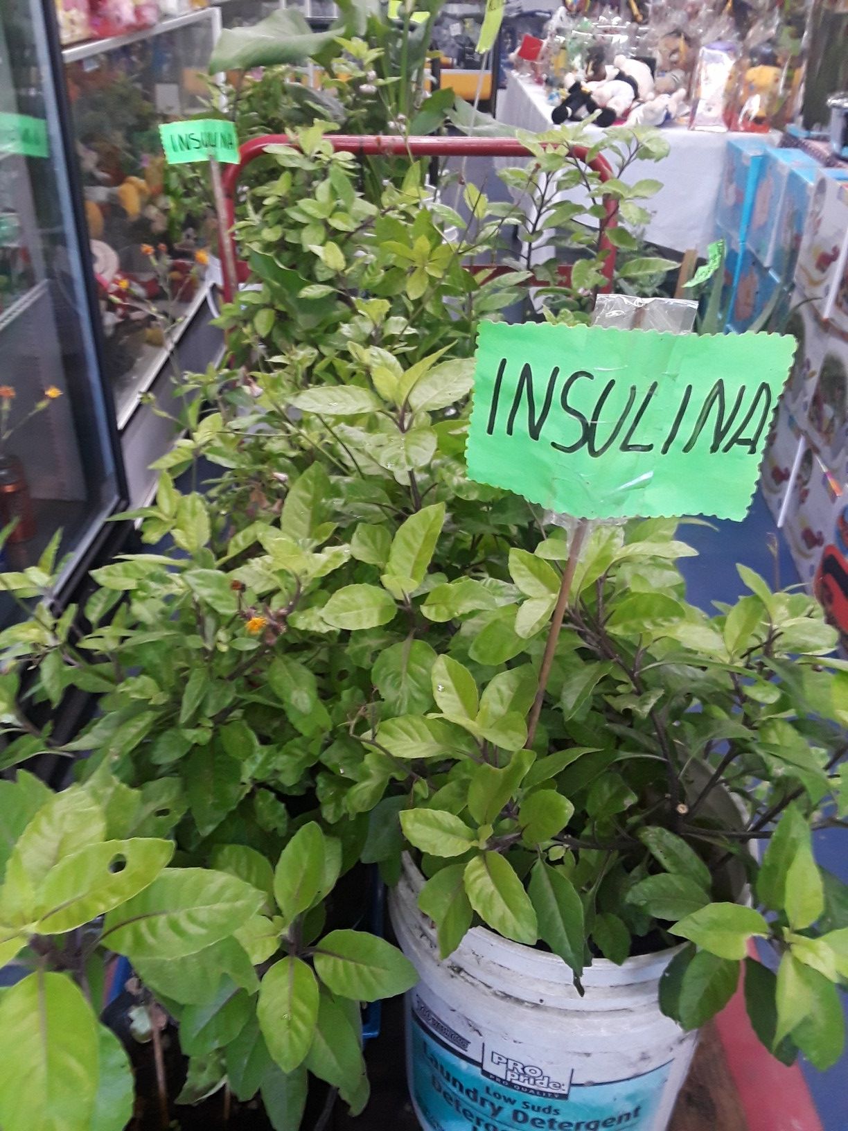 Insulina
