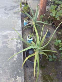 Free Aloe Vera