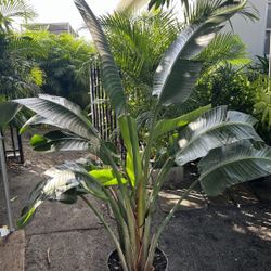 HOME PLANTS- SPECIAL PRICE BIRD OF PARADISE (7 GL)