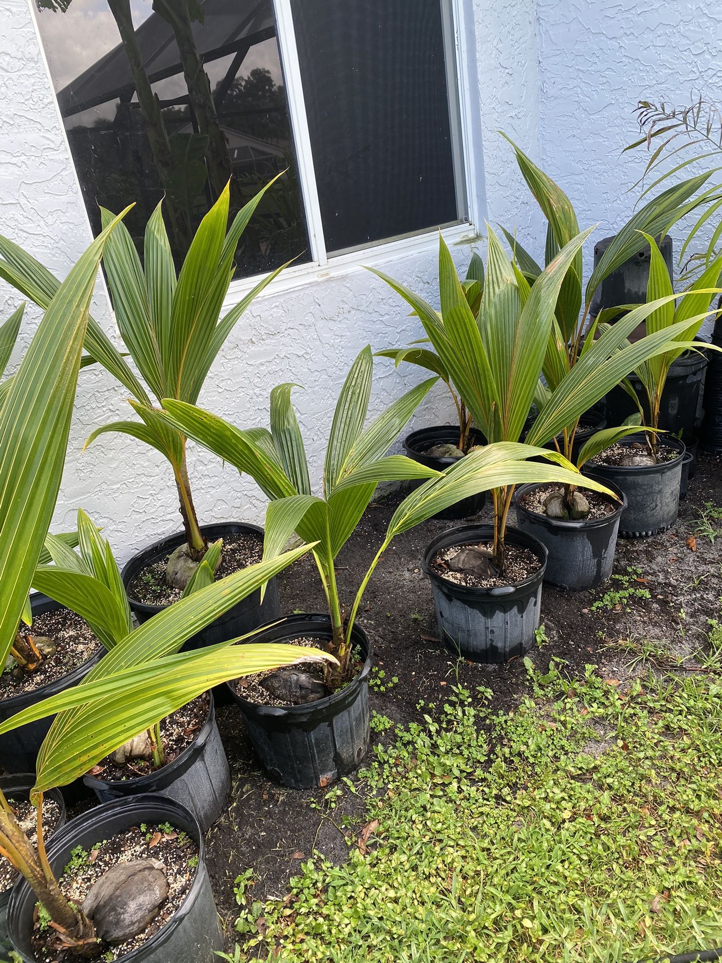 Green, Yellow and Gold Malayan Dwarf Coconut Palm Trees