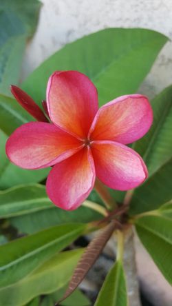 Plumeria.
