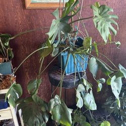 Monstera Plant 