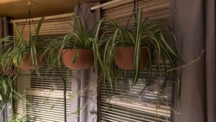 Indoor Spiders Plants