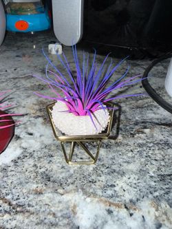 Tillandsia air plant with natural urchin shell and gold holder
