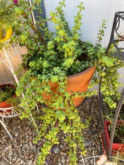 Planta natural