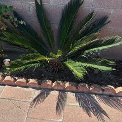 Palm 