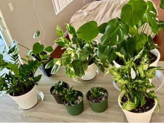 Indoor Houseplants for Sale – Pots & Saucers Included