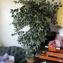 Fake Plant