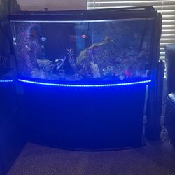 Fish Tank And Filter
