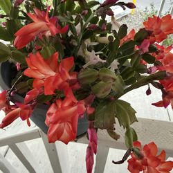 Mobile service : Nails , Wax, Facial