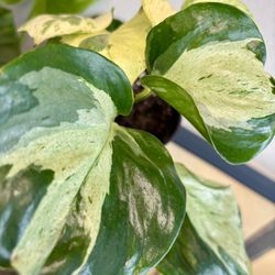 Epipremnum Munjula Pothos Big And  Small Plant 