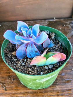 Succulent plant arrangements potted available for purchase 24/7 at $5 Farm Stand on Harris Trail