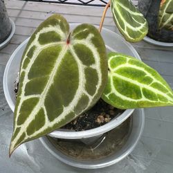 SALE: Multiple Anthurium Red Crystallinum Hybrid