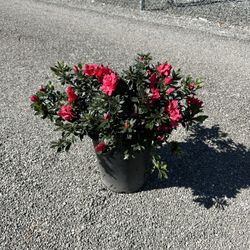 Azalea Bush