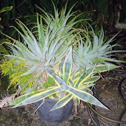 Large 5 Gal Mixed Plants