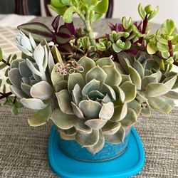 Succulent Arrangement 