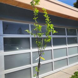 7ft SANTA ROSA PLUM TREE