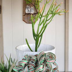 Pencil Cactus 