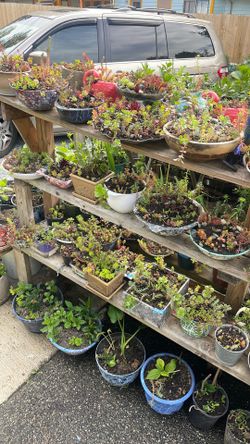 Succulents