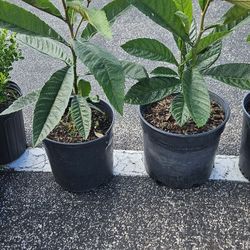 Loquat Trees 3 Gal 4  Yr Old / Arbol De Nispero 3 Galones De 4 Años