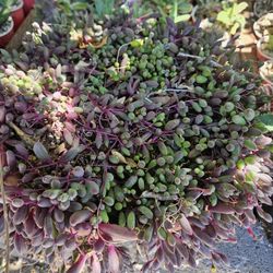 Succulent - Little Pickles In 10" Color Pot For $10