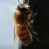 Beesandcheese