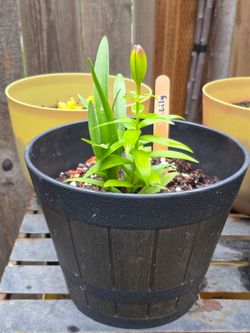 Asiatic lily -$3