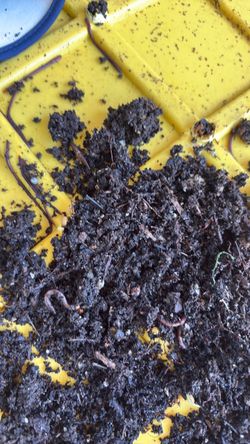 Red wriggler worms for compost or bait