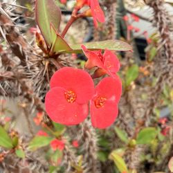 Red Crown of Thorns Live Plant, Euphorbia Milii