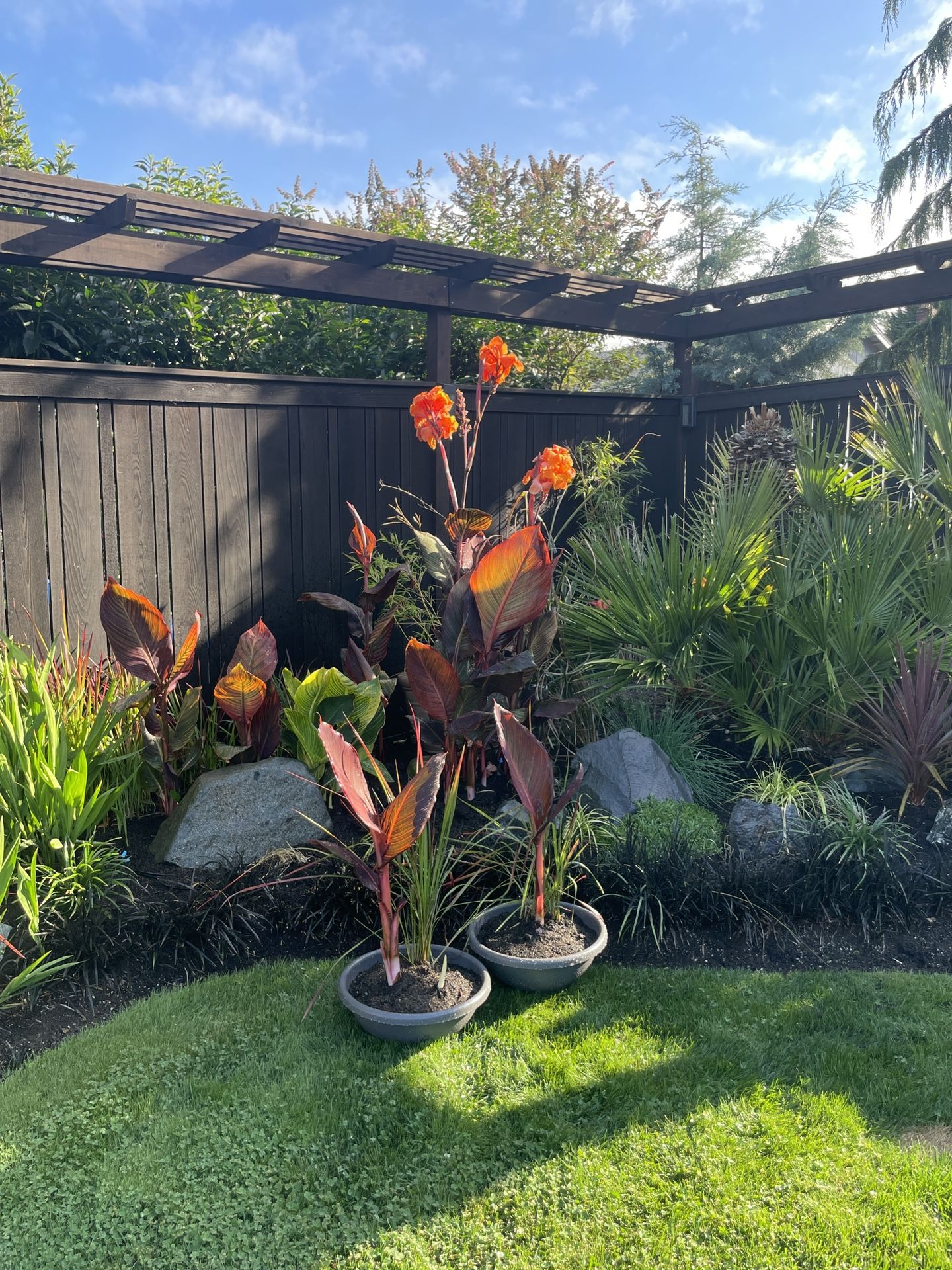 African Sunset Tropicana & Japanese Blood Grass Planters
