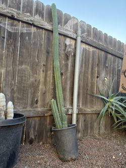 San Pedro Cactus 🌵 Large Happy Healthy Well Rooted In Pot Cactus Desert Plant Dry Drought Tolerant 