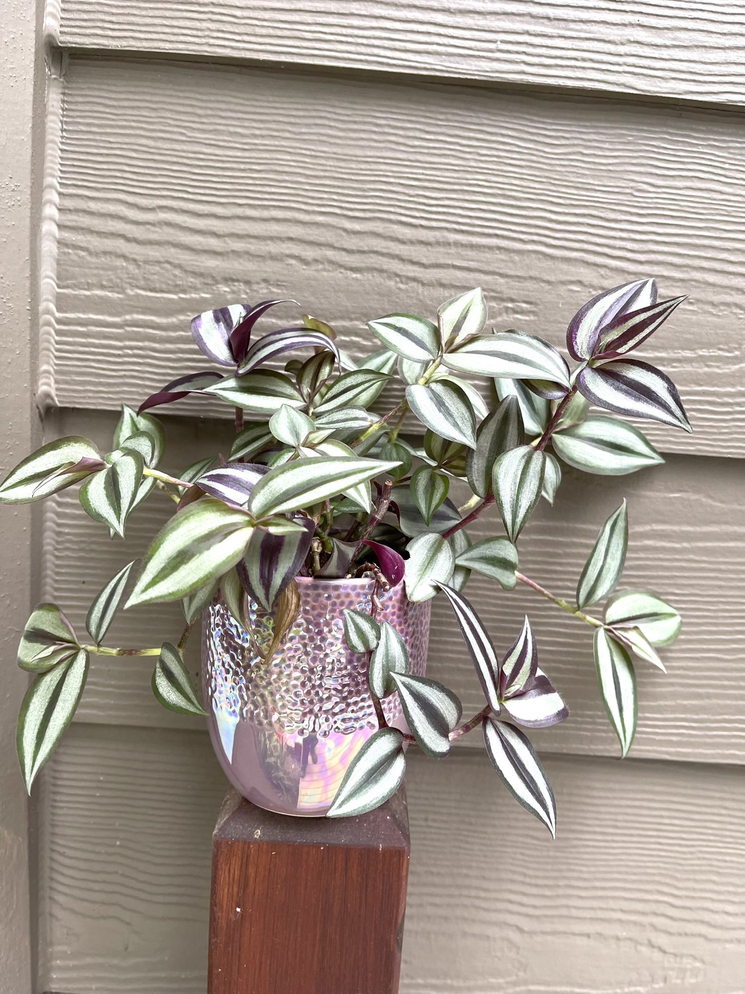 🎁 Inch Plant, Zebrina House Plant In Beautiful Ceramic Pot 4.5"H.