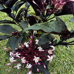 STAR BURST (3 Gallon Pot) Beautiful Flowering Plant