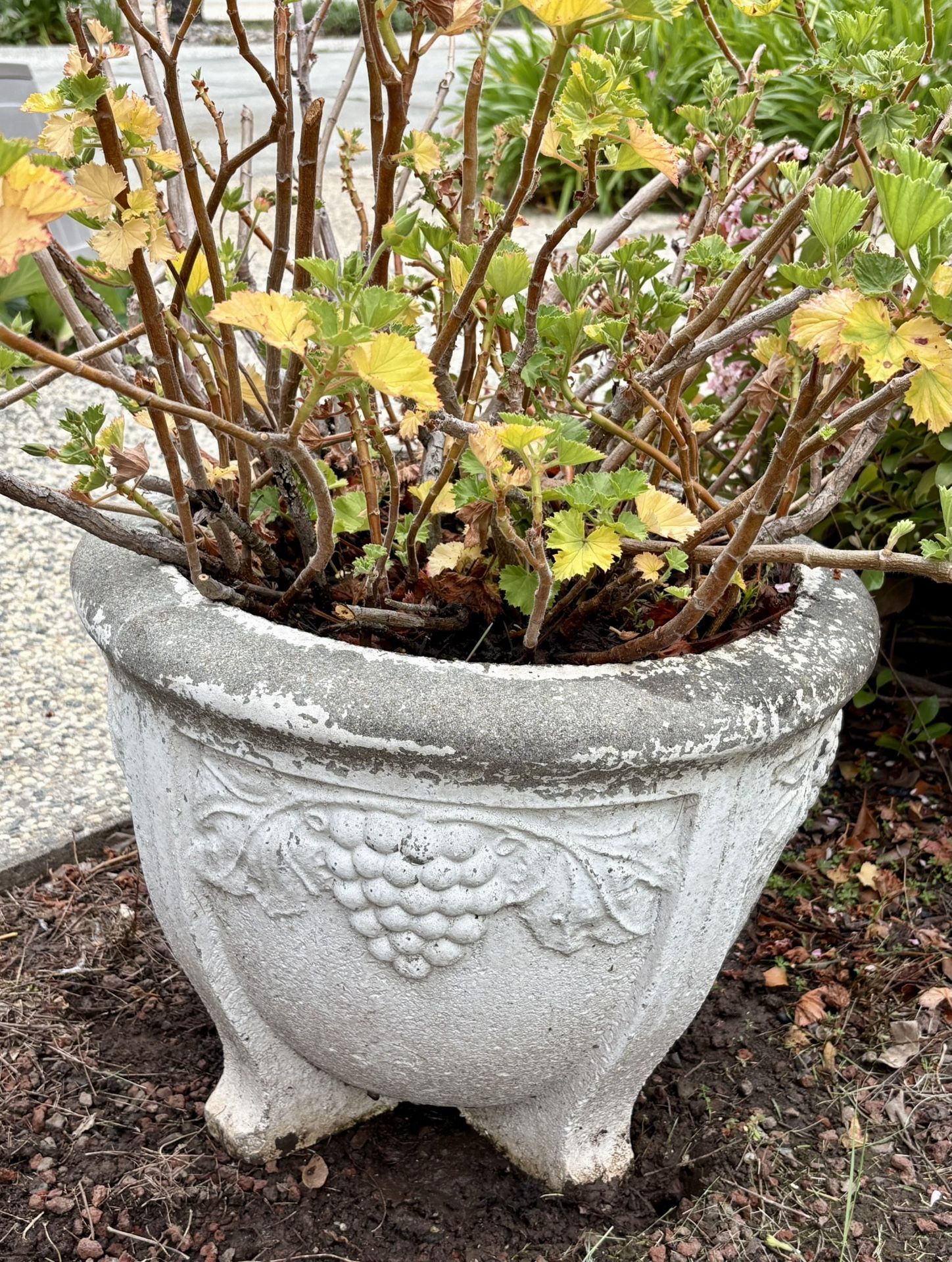 (2) Large Antique Cement Garden Plant Urns- Great Condition w/Plants!