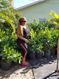 7 gallon clusias aprox 4 Feet tal very green wide and healthyl