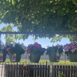 Hanging Flower Arrangements 