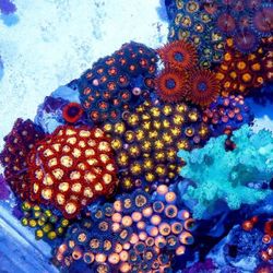 Reef Aquarium Good Available In Los Angeles 